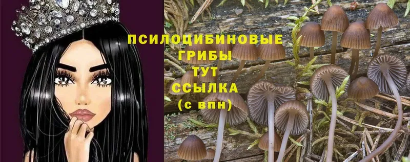 Псилоцибиновые грибы MAGIC MUSHROOMS  Балахна 